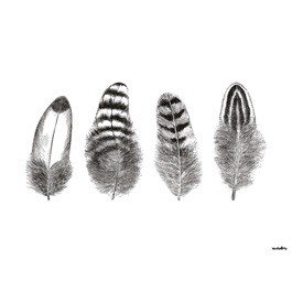 Tavla Vanilla Fly Feathers